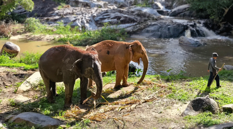 Ethical Elephant Sanctuary